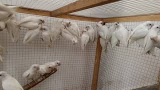 Albino black eyes or colorlovebirds pairs available. . .