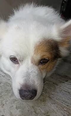 SHIKAR URGENT EXCHANGE W/ RUSSIAN FEMALE DOG