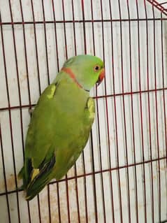 Green parrot pair for sale
