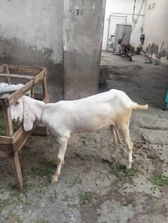 for sale