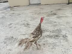 Turkey