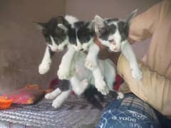 cat lovers