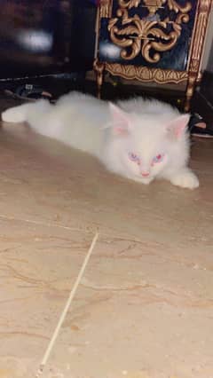 Persian Cat | Cute | Persian Kitten | Triple Coated | Kitten  For Sale