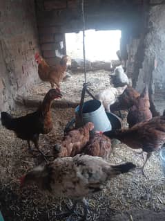 Desi chicks for sale