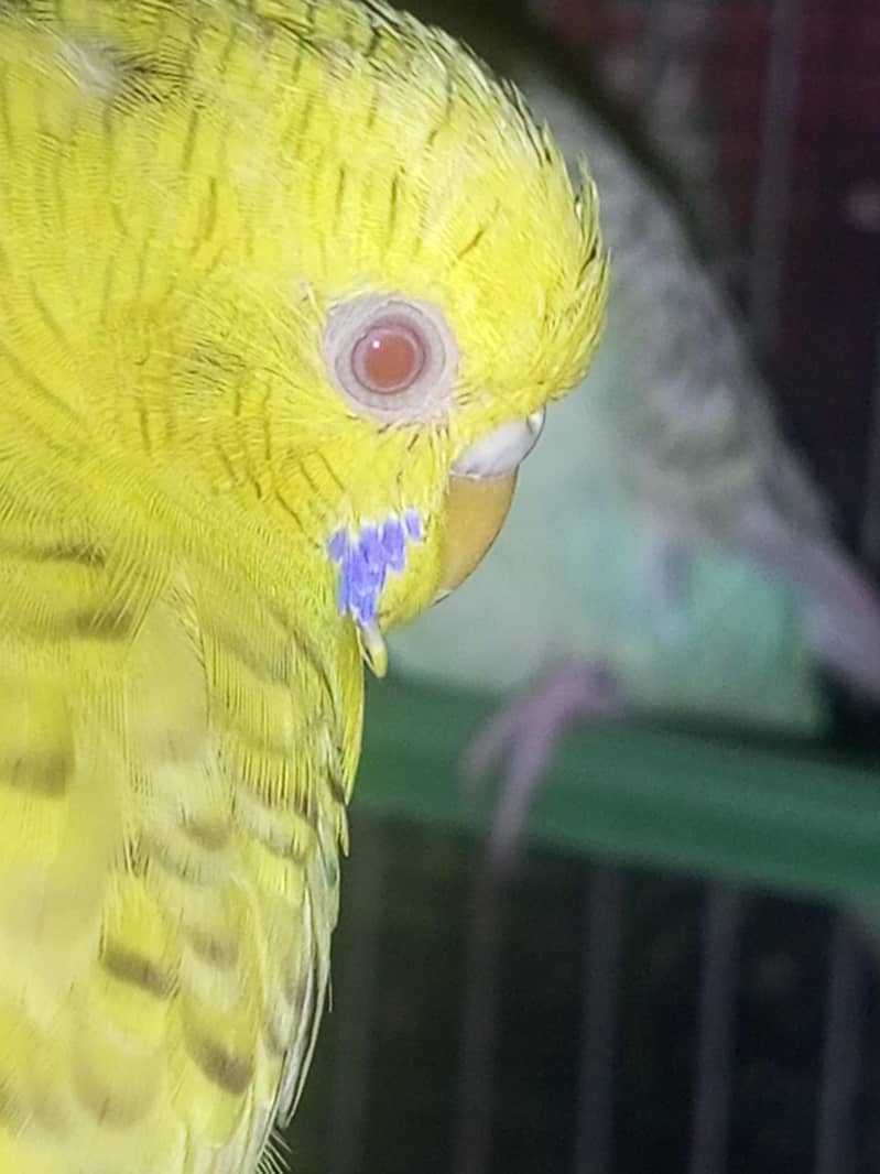 red eyes fellow budgies 2 pair 0