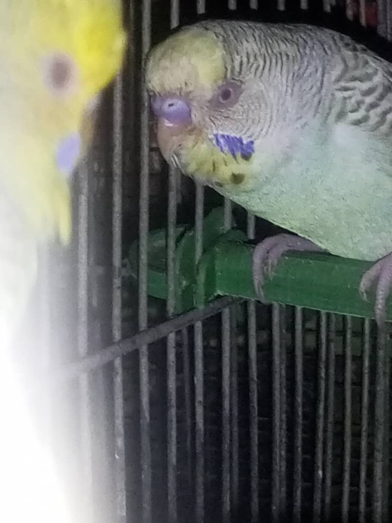 red eyes fellow budgies 2 pair 2