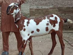 GOAT FOR SALE