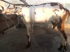 bakri for sale half kg milk  daily
