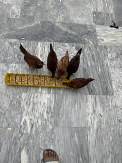 Aseel male female / aseel chicks / aseel male / aseel female