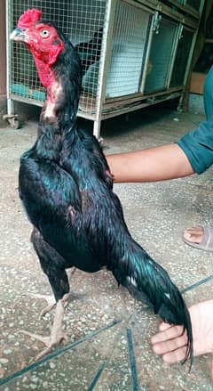 aseel murga mushka lassani 03498200770