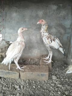 اصیل پثھے سیل سیل سیل