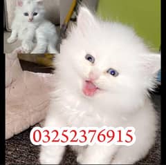 Persian kittens for sale/Persian cat's for sale
