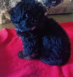Shihtzu,
