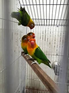Lovebirds