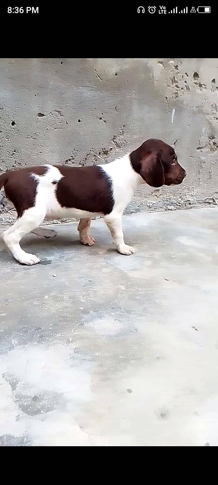 Pointer puppies 1