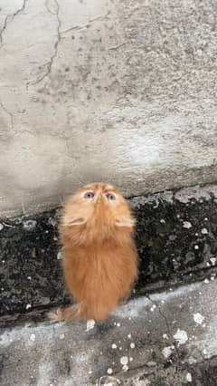 peresian Kittens | Persian Cat For Sale