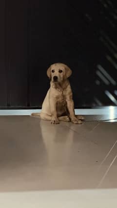 Labrador