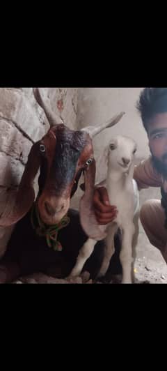 Bakri or 1 bacha female