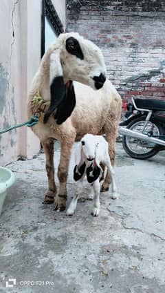 sheep bhair kajli with laila