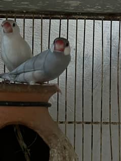 Java / love birds & cage