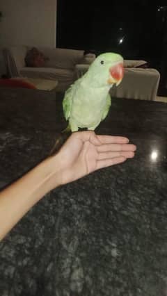 raw parrot for sale