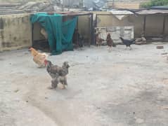 Roosters