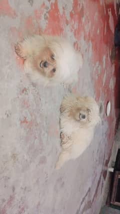 2 Female poodle Dogs