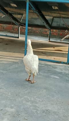 Hera murgi mian wali A+ quality white eyes