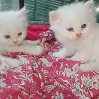 Persian cat for sale male or female my WhatsApp 0346=11=21=062