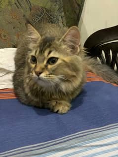 Persian cat like tiger bread
