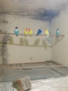 love birds for sale