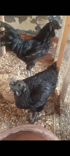 Ayam Cemani Pure Black tongue Indonesian. Chicks and breeder pairs .