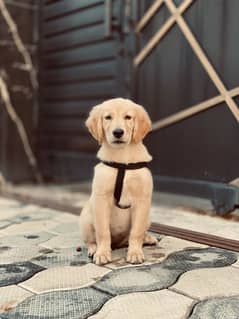 Golden