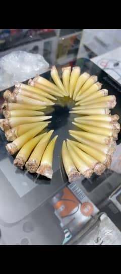 Mazboot
