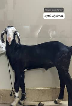 Masha Allaah tota Puri jori