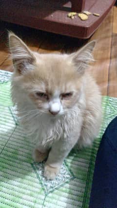 Persian male kitten