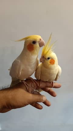 hand