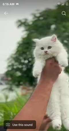 Punched face cat