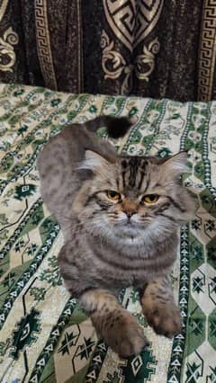 persian cat
