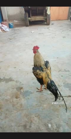 pure mianwali or begum cross breedar aseel out cls