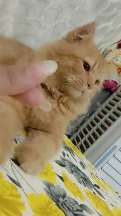 urgent Sale