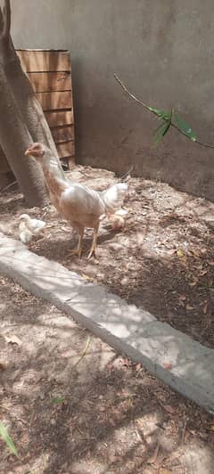 White Heera Aseel Pair