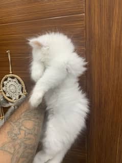 Pure persian for urgent sale