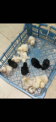 Ayam cemani /white silkie chicks