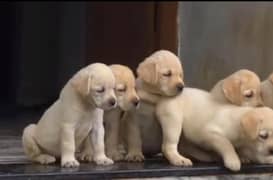 labrador puppies