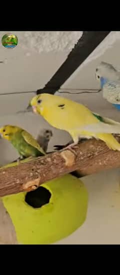 urgent sale birds