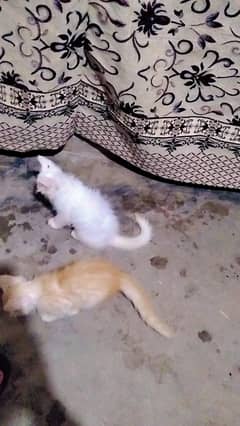 Persian Kittens For Sale
