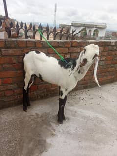 Bakra for sale