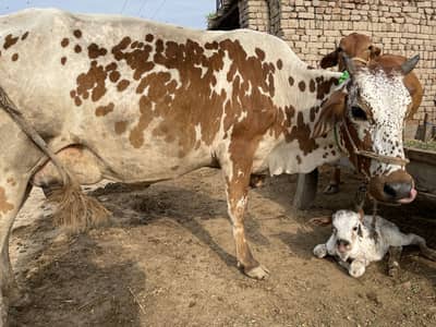 Tazi soi hoi ha he aik ki qimat 420000 2adad sahiwal nasal ka pachra