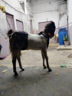 nachi pat 2 danto Multan Wala nsal gar ka Pala hy